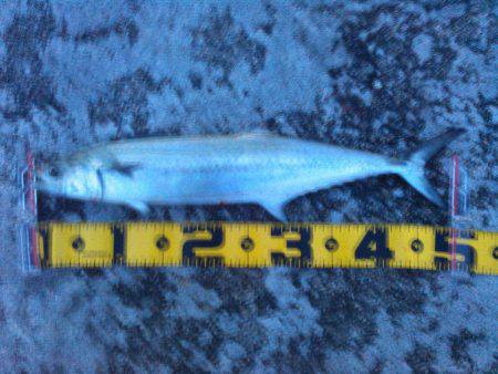 仕事を休んでの釣り　前編