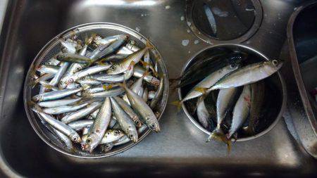 よく釣れました