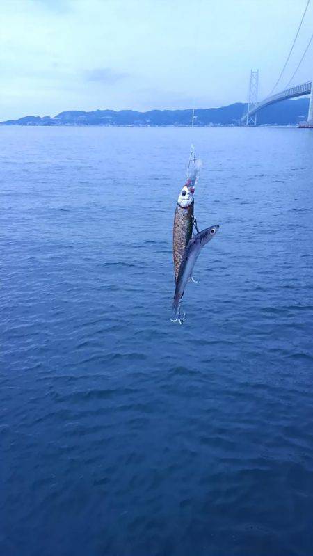 カタクチイワシ