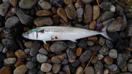 ナブラ多いが、船も多い