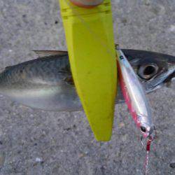 サバ爆釣でした〜！