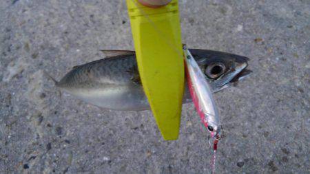 サバ爆釣でした〜！