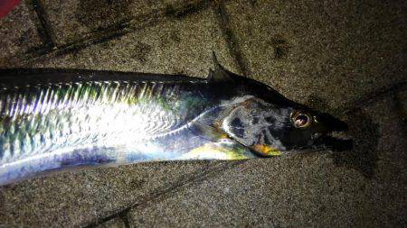 コスモスクエアでドジョウ引き釣り