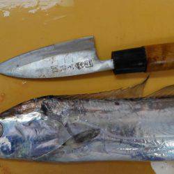 新波止タチウオ