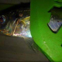 息抜きアジング