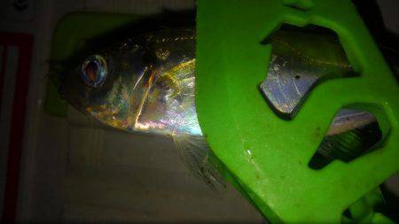 息抜きアジング