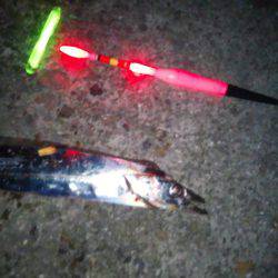 タチウオ浮き釣りへ