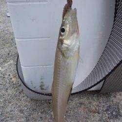 小雨ですが、ちょい投げ