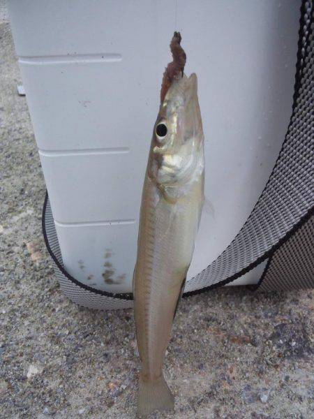 小雨ですが、ちょい投げ
