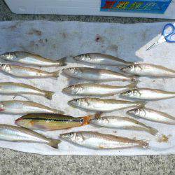 早朝から明神でキス狙い