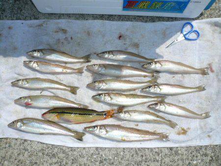 早朝から明神でキス狙い