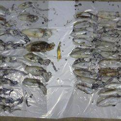 アオリイカ好釣