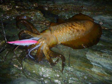 短時間エギング