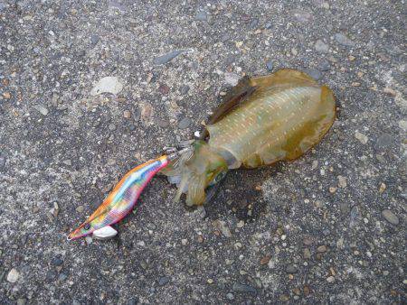 海水浴のついでに。。。