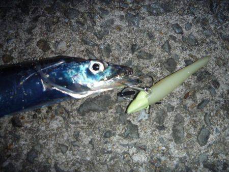 娘とタチウオ釣行