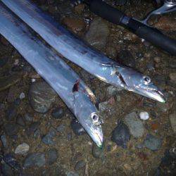 タチウオ＆アオリ