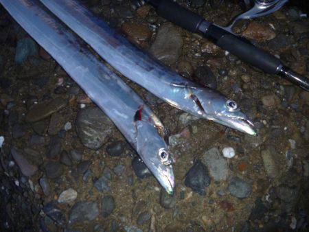 タチウオ＆アオリ