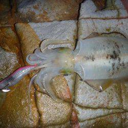 タチウオ激沈!からのアオリ