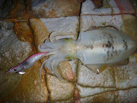 タチウオ激沈!からのアオリ