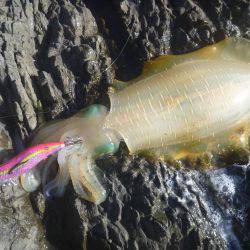 久しぶりの中紀エギング