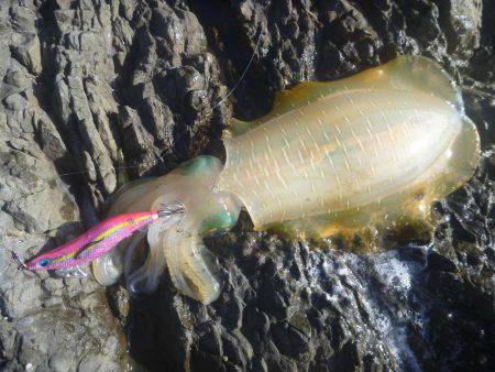 久しぶりの中紀エギング