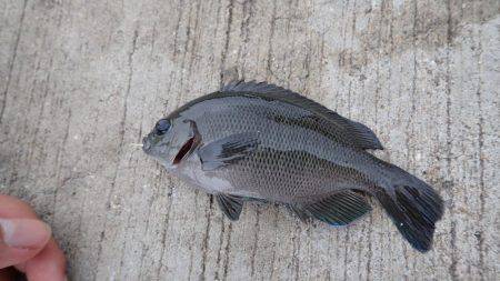 なかなか釣れた