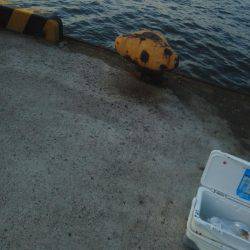 今年初めの太刀魚・・・・