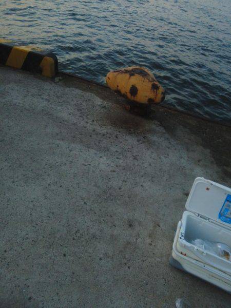 今年初めの太刀魚・・・・