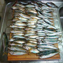 アジュール舞子のサビキ釣り