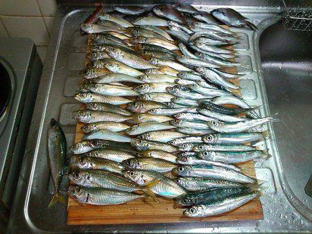 アジュール舞子のサビキ釣り