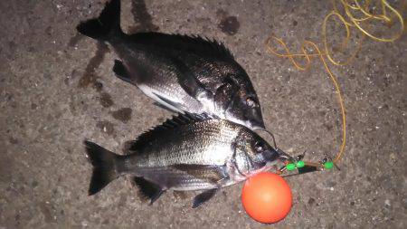 フカセでチヌ‼