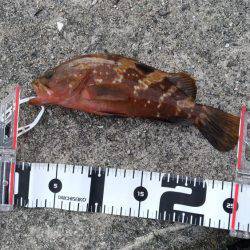 台風後の恩恵！青物ナブラ止まず！