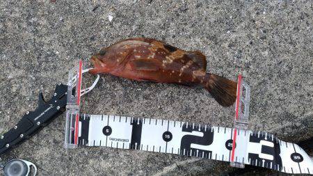 台風後の恩恵！青物ナブラ止まず！