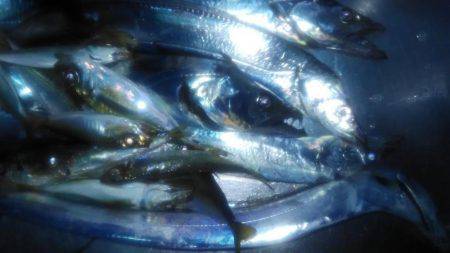 ワインドタチウオ