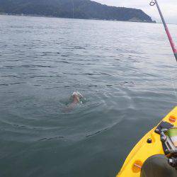 ジギングからのエギング