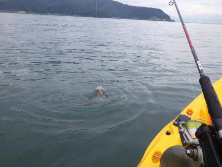 ジギングからのエギング