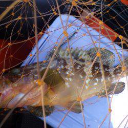 マイカヤック釣行　結構釣れました