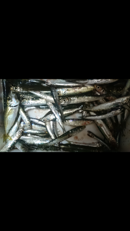 青物狙うが釣れずさびき…