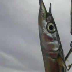 太刀魚どこ？？