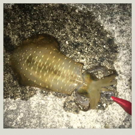 新子シーズン到来