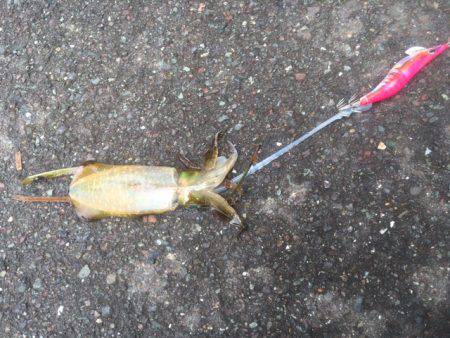 大雨洪水警報の中