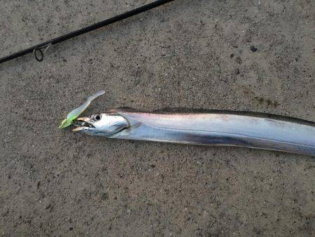 朝タチ   サゴシ不発