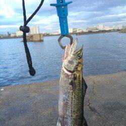 スコールのちサゴシ