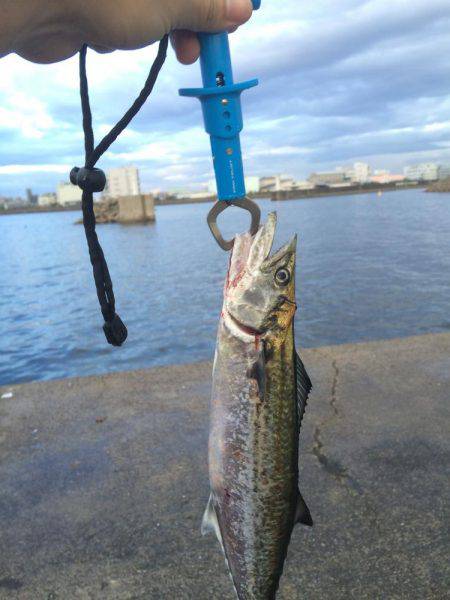 スコールのちサゴシ