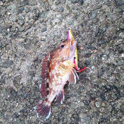 青物じゃなく底物