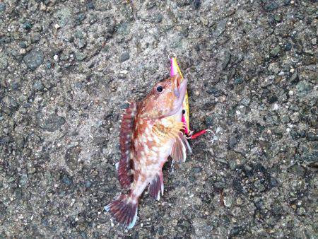 青物じゃなく底物