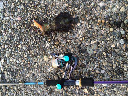 アジング＆エギング