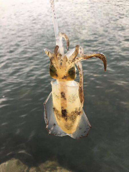 今年初アオリイカ