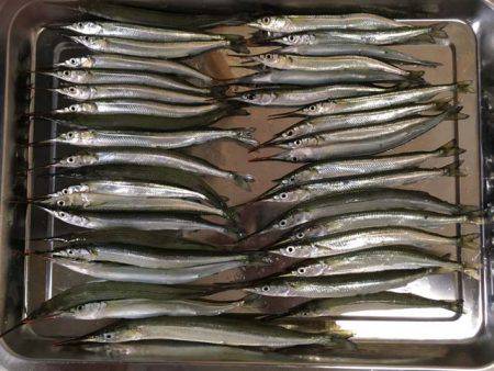 武庫川尻、サヨリ入れ食い