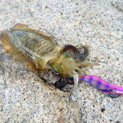 ようやくアオリが釣れました！